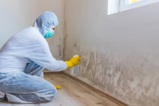 Licensed Attic Mold Removal service in Pennington, NJ - WQB Mold Removal