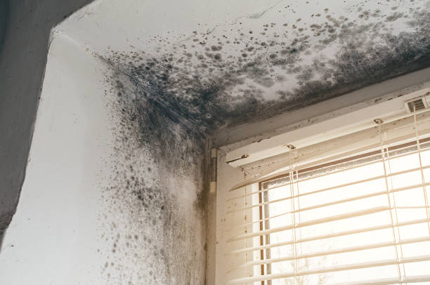 Affordable Attic Mold Removal solutions in Pennington, NJ